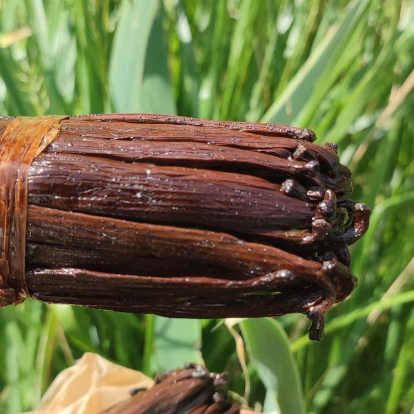 Gousses de vanille Bourbon de Madagascar