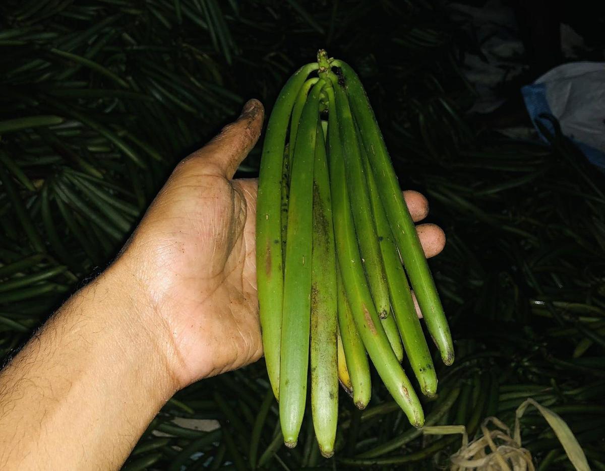 Gousses de vanille vertes