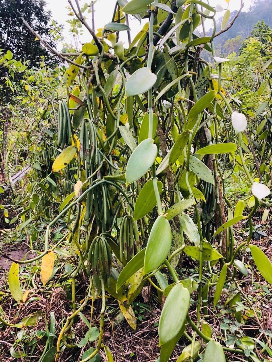Plants de vanille en plantation