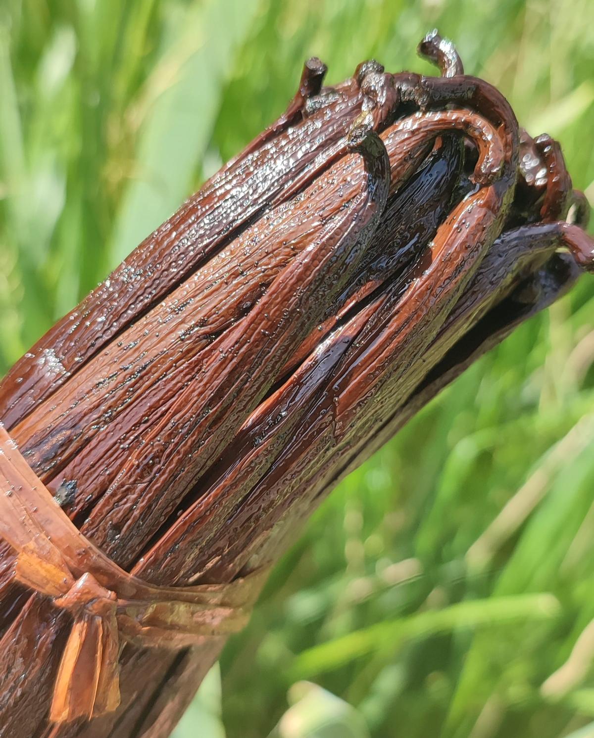 Gousses de vanille fraîches en bottes