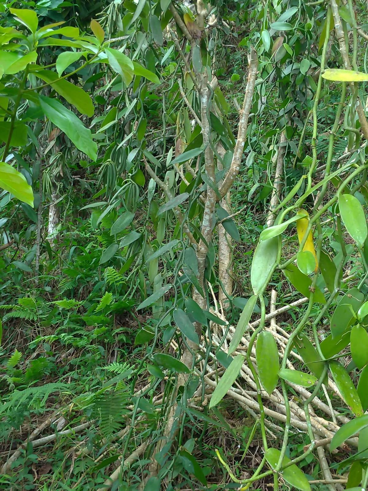 Lianes de vanille en forêt