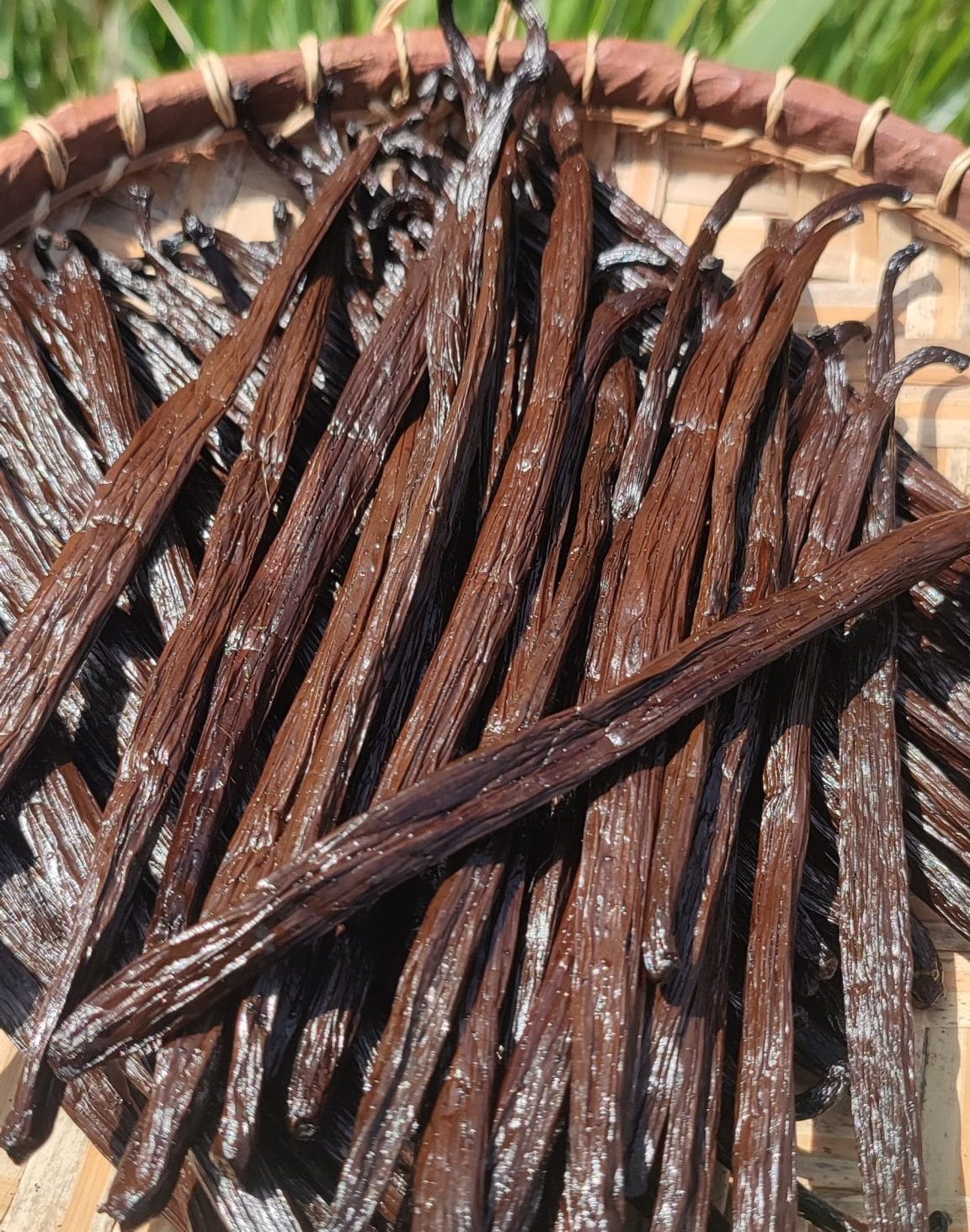 Gousses de vanille Bourbon premium noires et brillantes - Qualité export